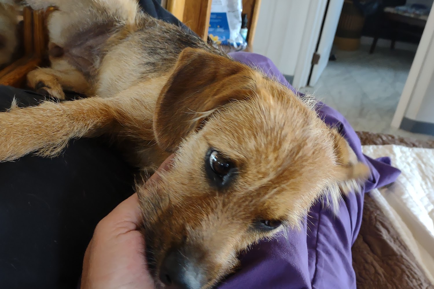 Greenup Animal Control