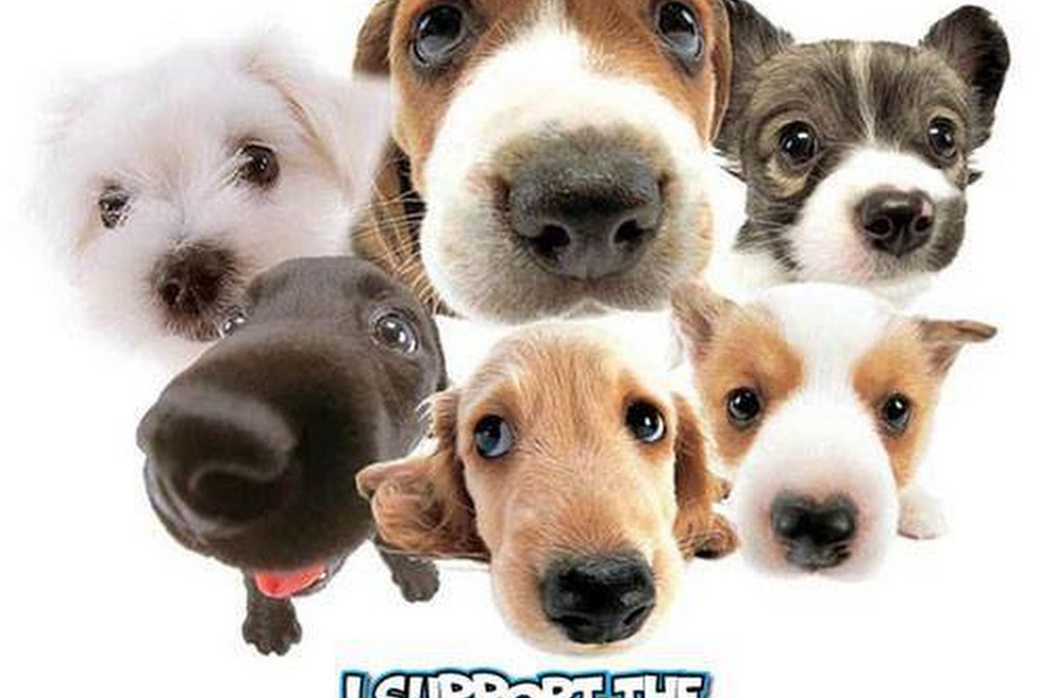 Harlan County Animal Shelter