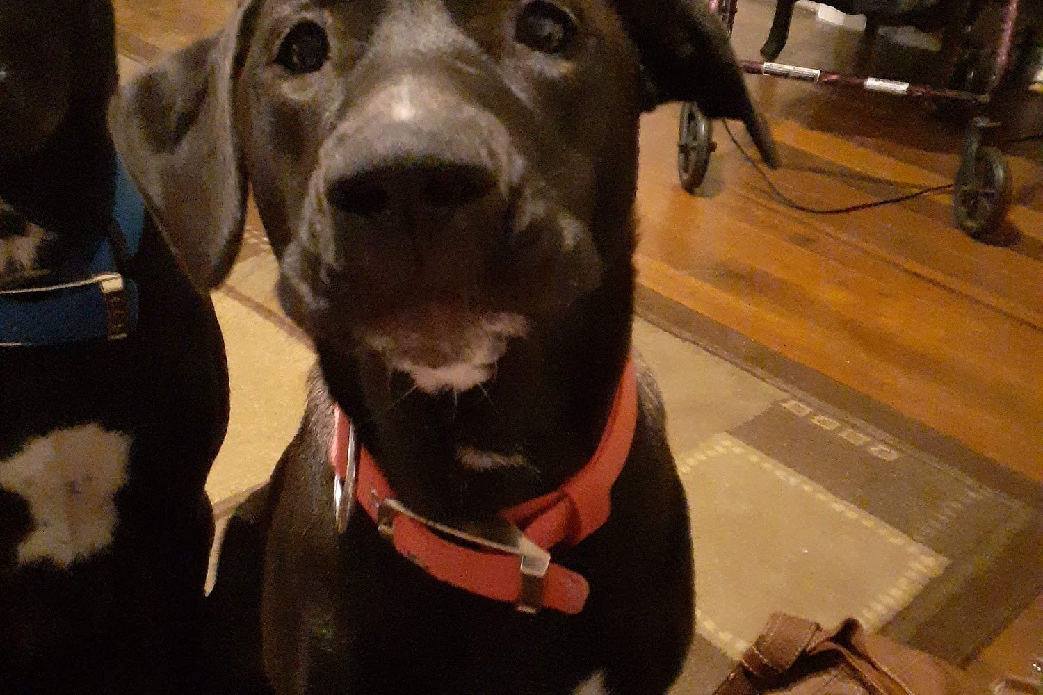 Paris Animal Shelter