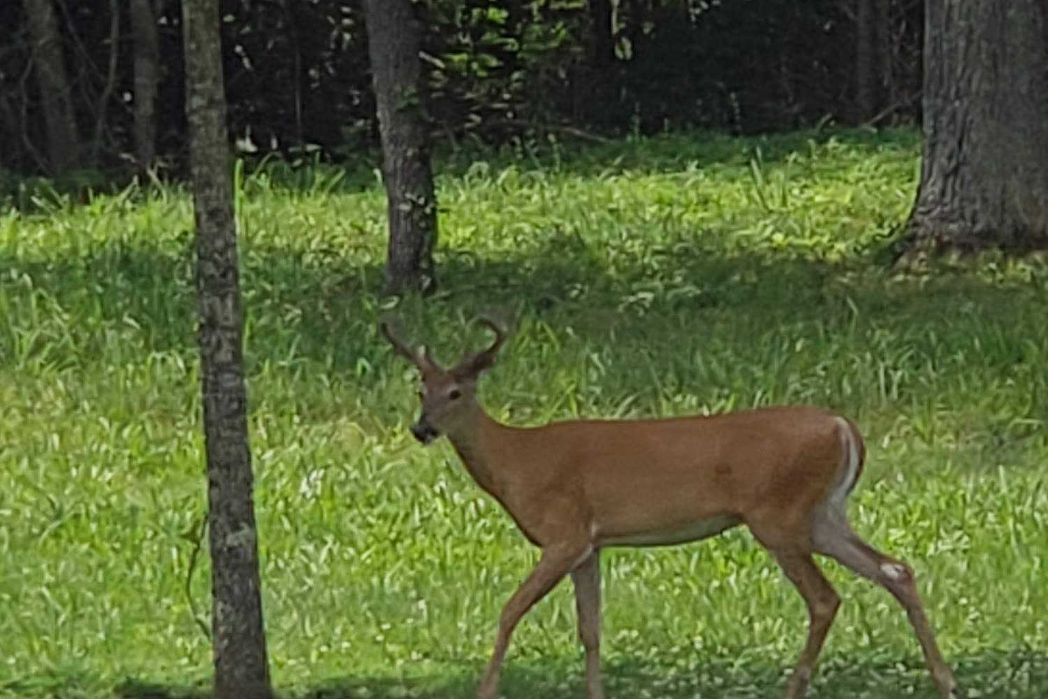 Estill County Animal Shelter