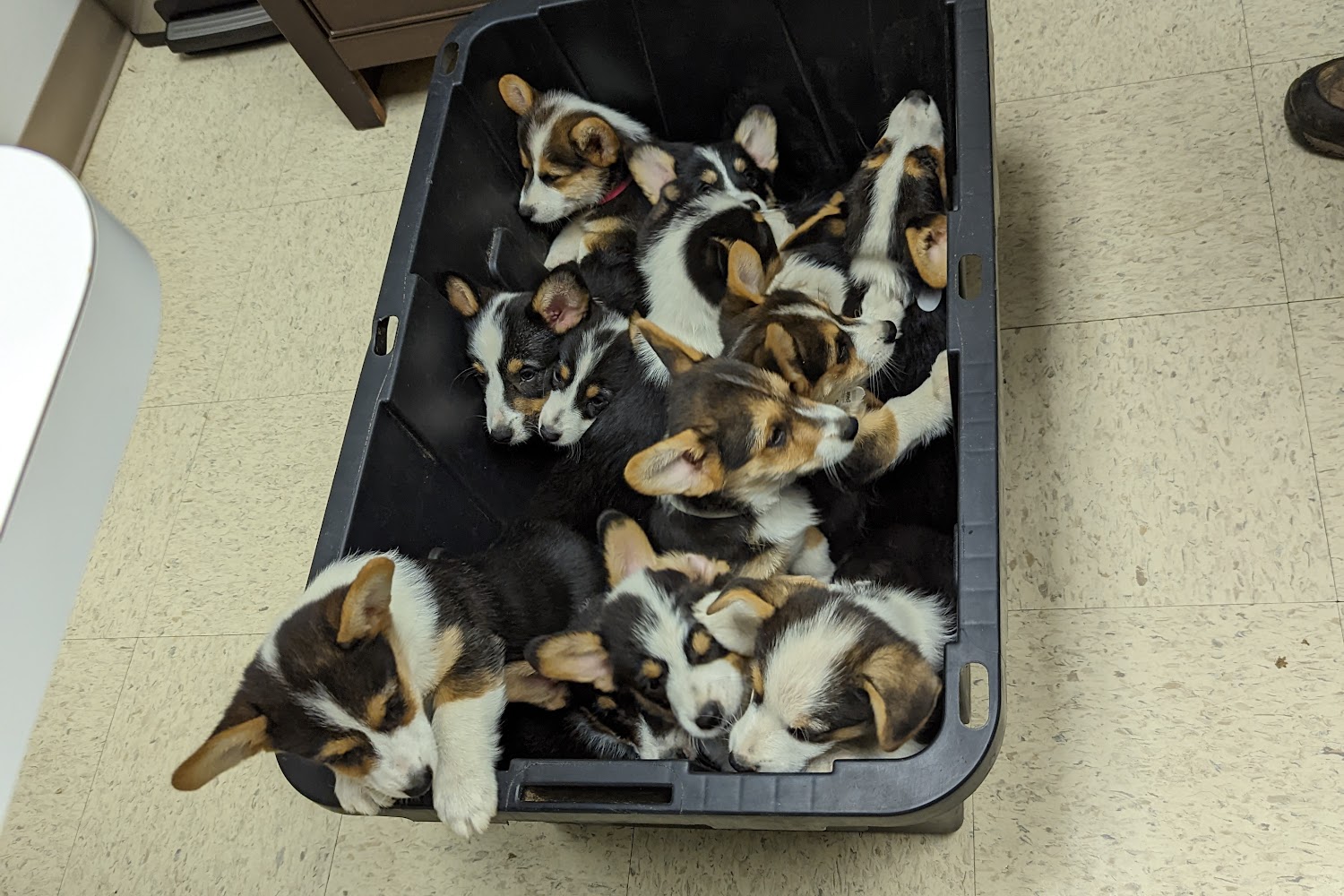 Lyon County Animal Hospital