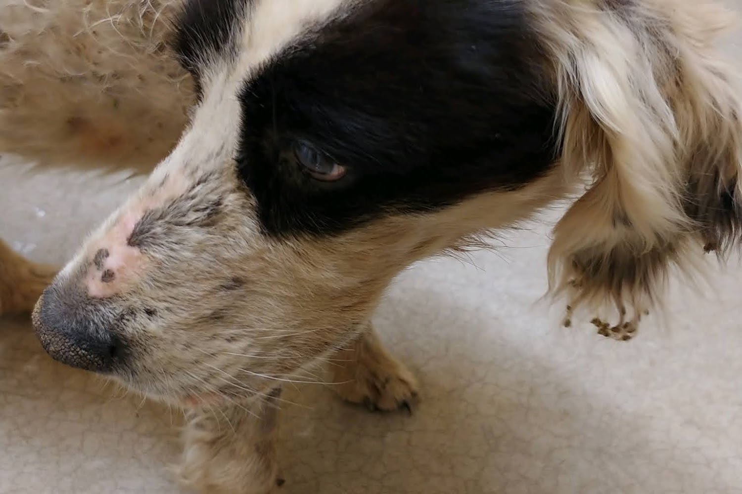 Pendleton County Animal Shelter