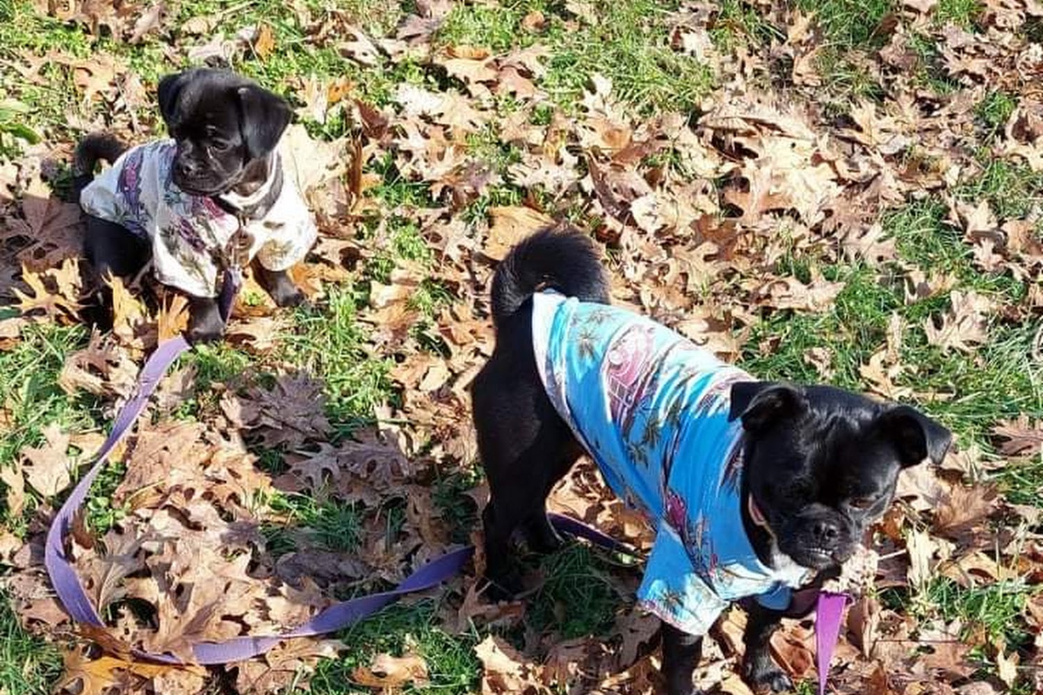 Grant County Animal Shelter