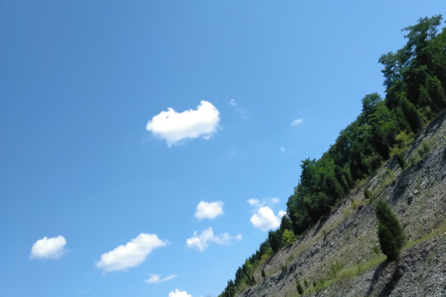 Rescue Our Shelter Animals and Strays, Inc. Rosa's Rescue