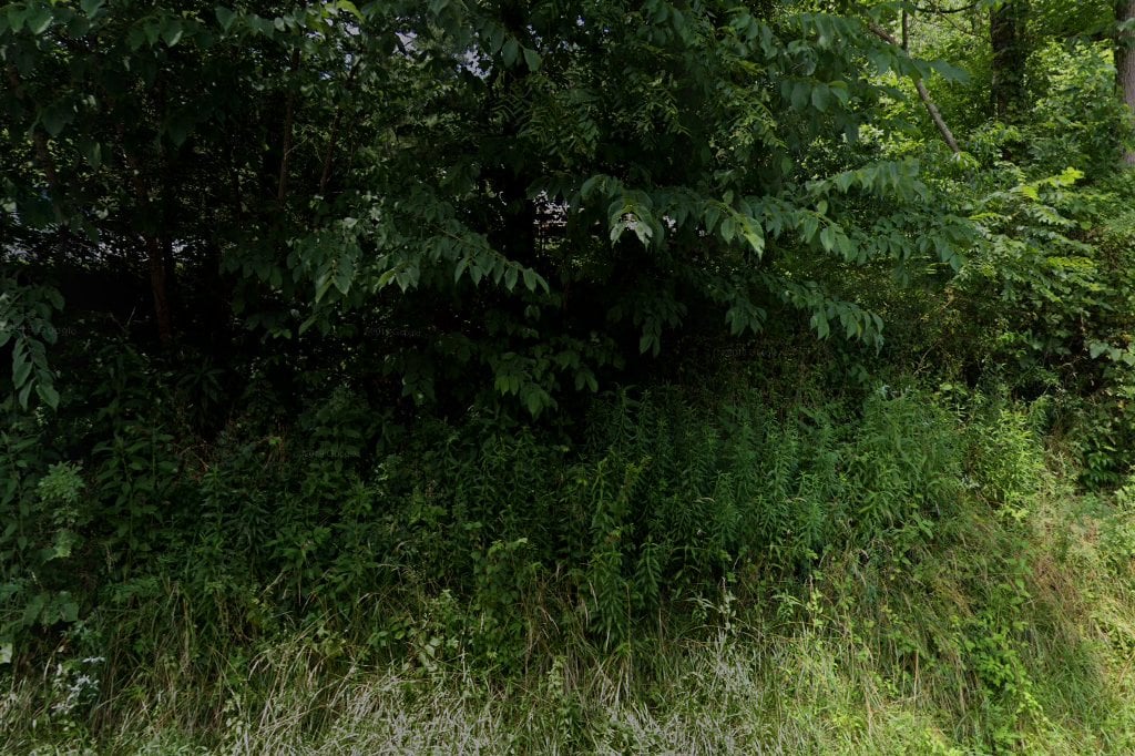 Ferret Family Rescue