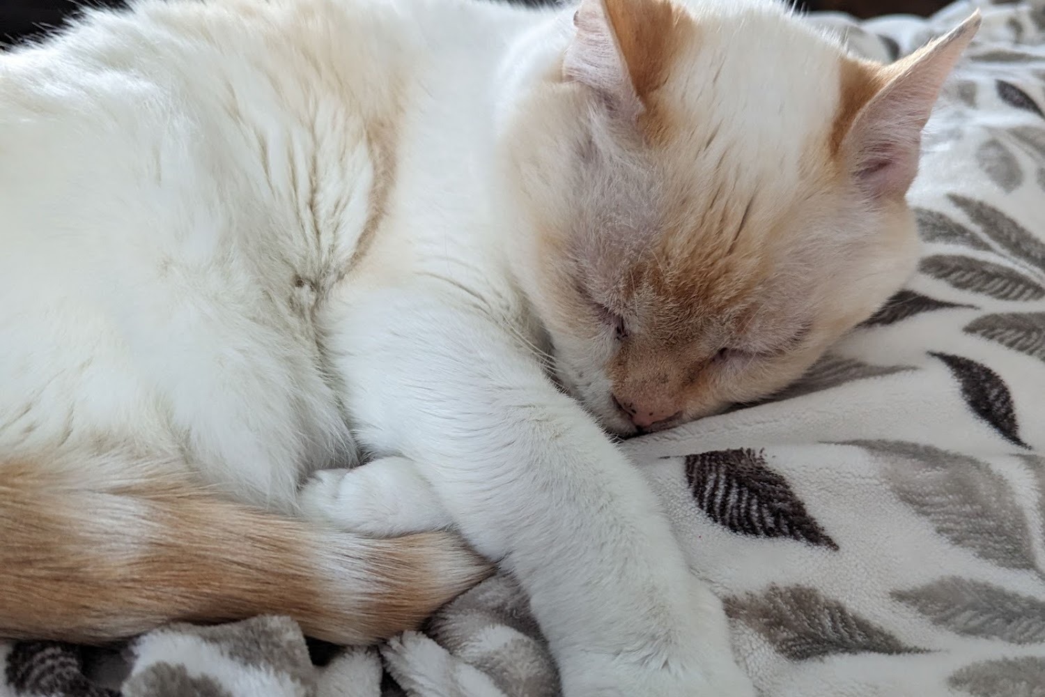 Cornerstone Animal Hospital