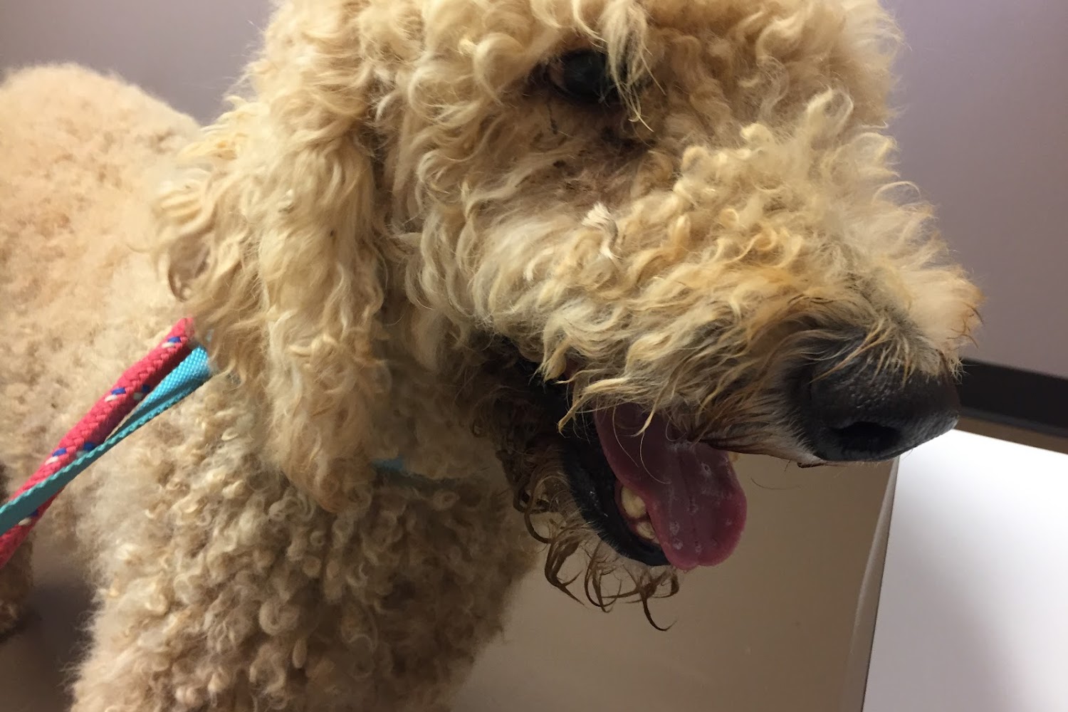 Best Friends Animal Hospital