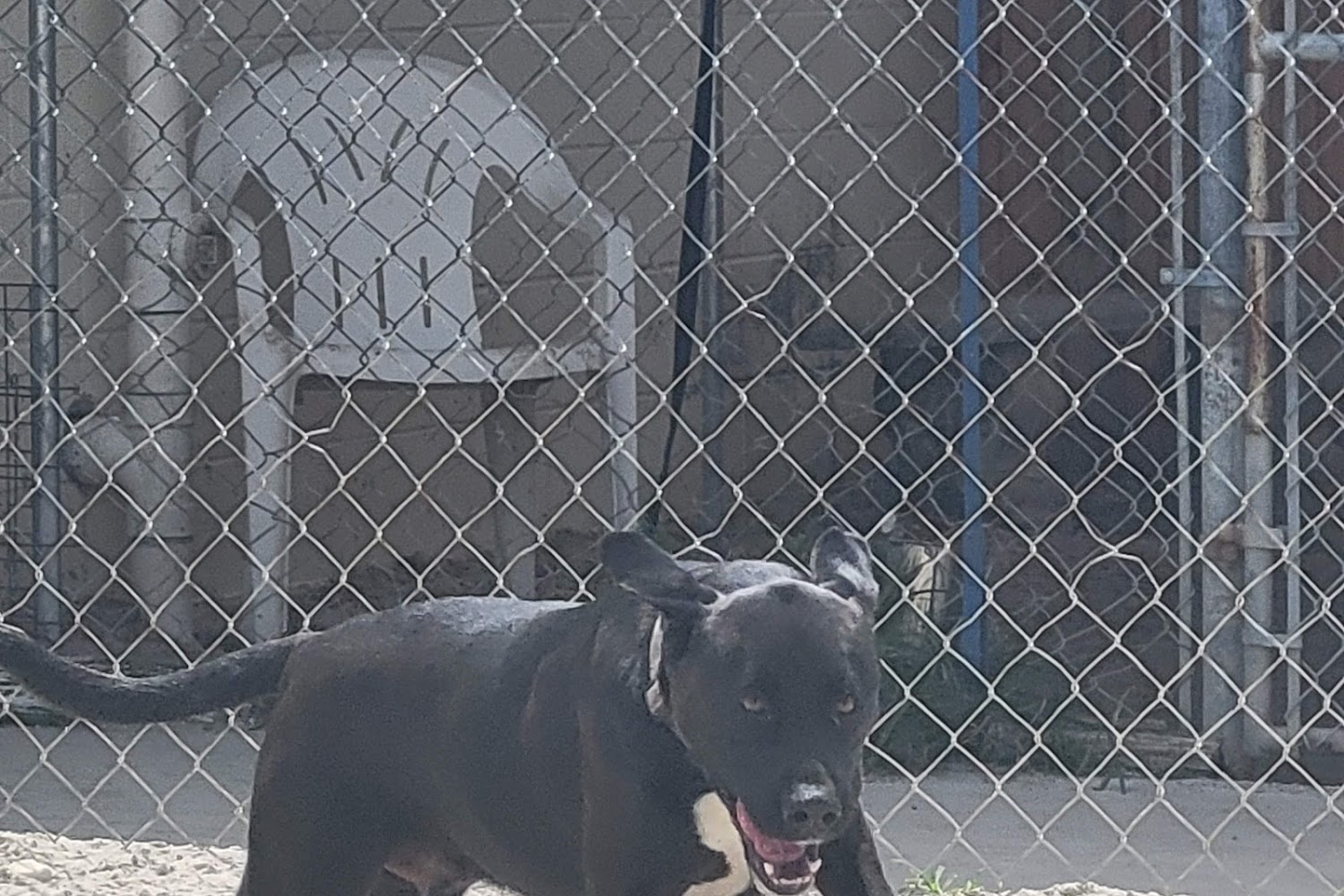 Humane Society of Camden County