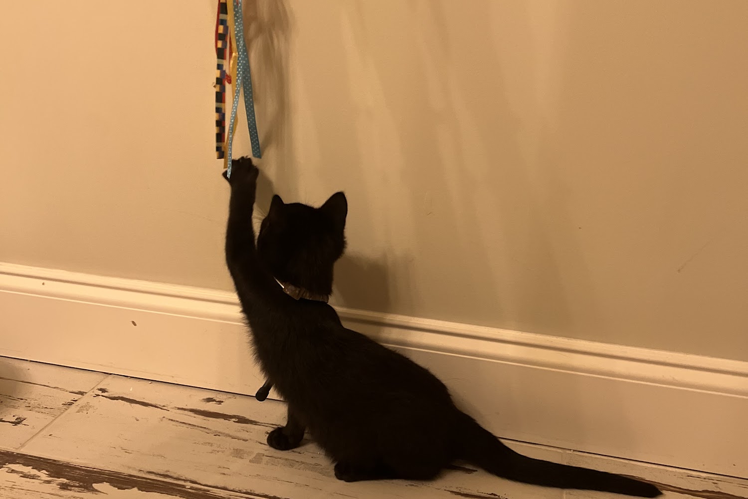 Dawson County Animal Shelter