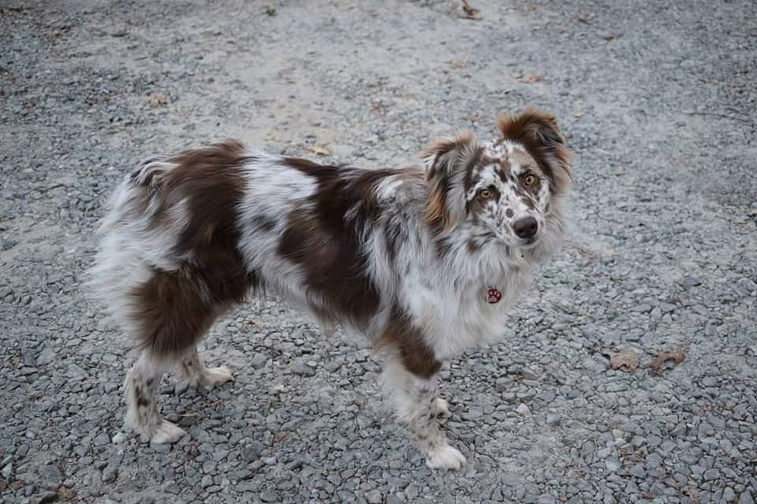 Pickens Animal Rescue