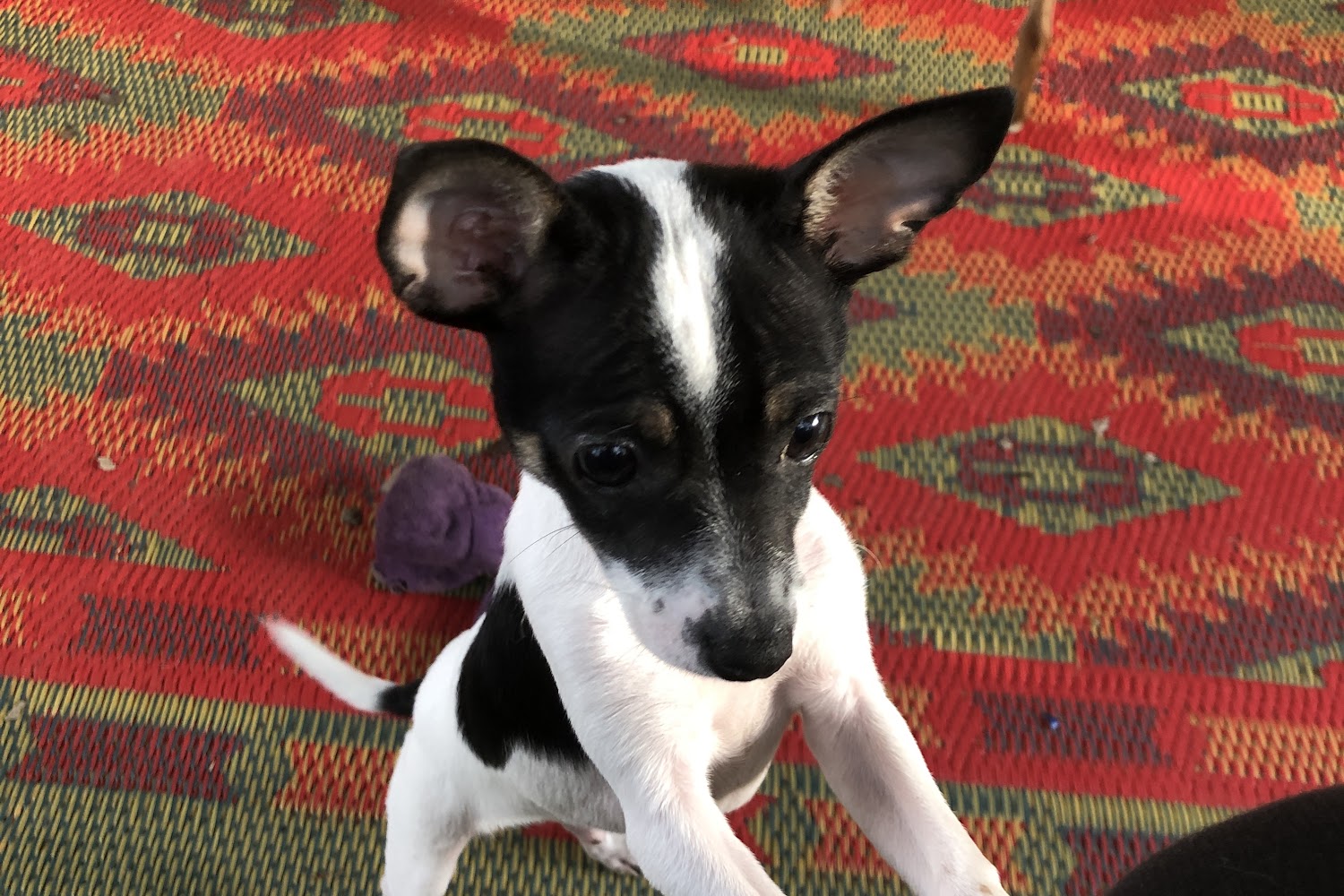 Coweta County Animal Shelter