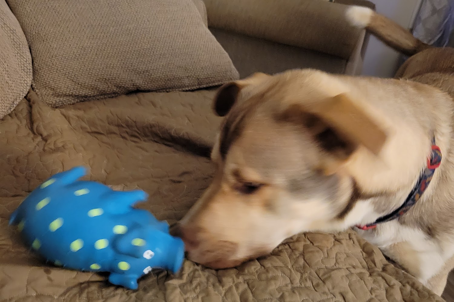 Meriwether County Animal Shelter