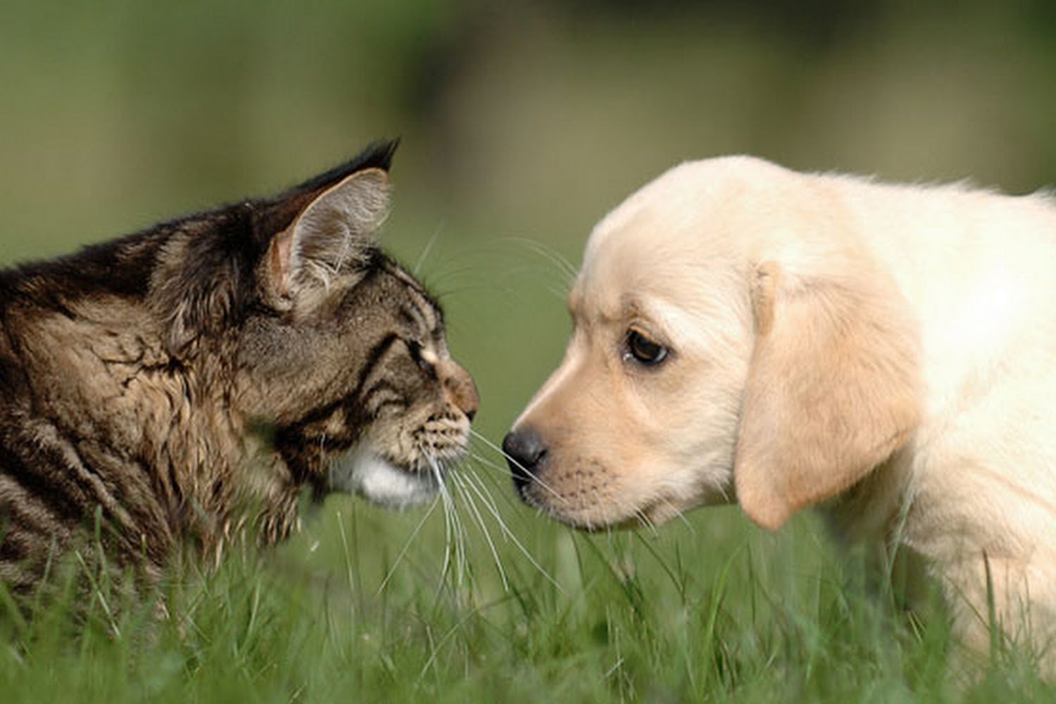 Creekside Animal Hospital