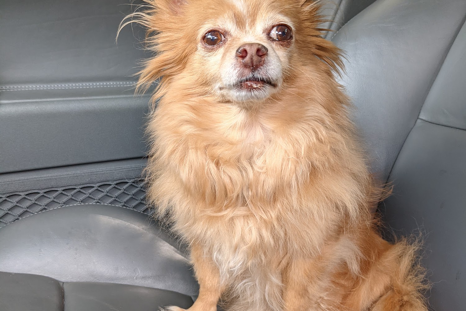 Ivy Hill Animal Hospital