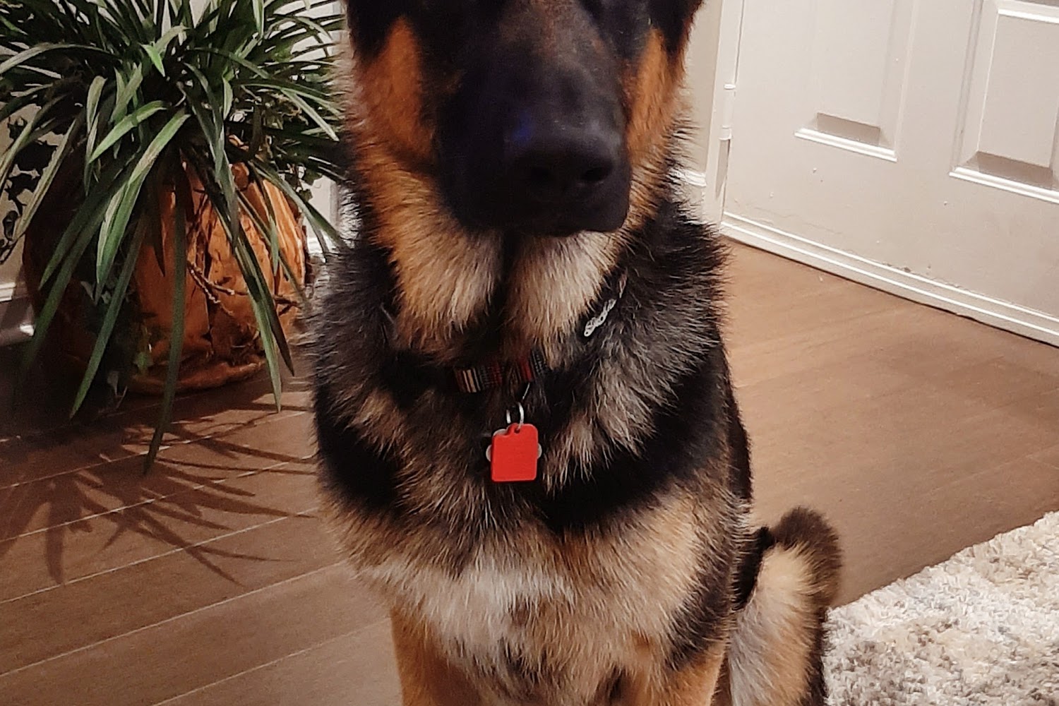 Gordon County Animal Shelter