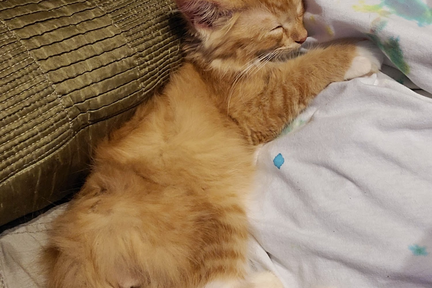 Danielsville Animal Control