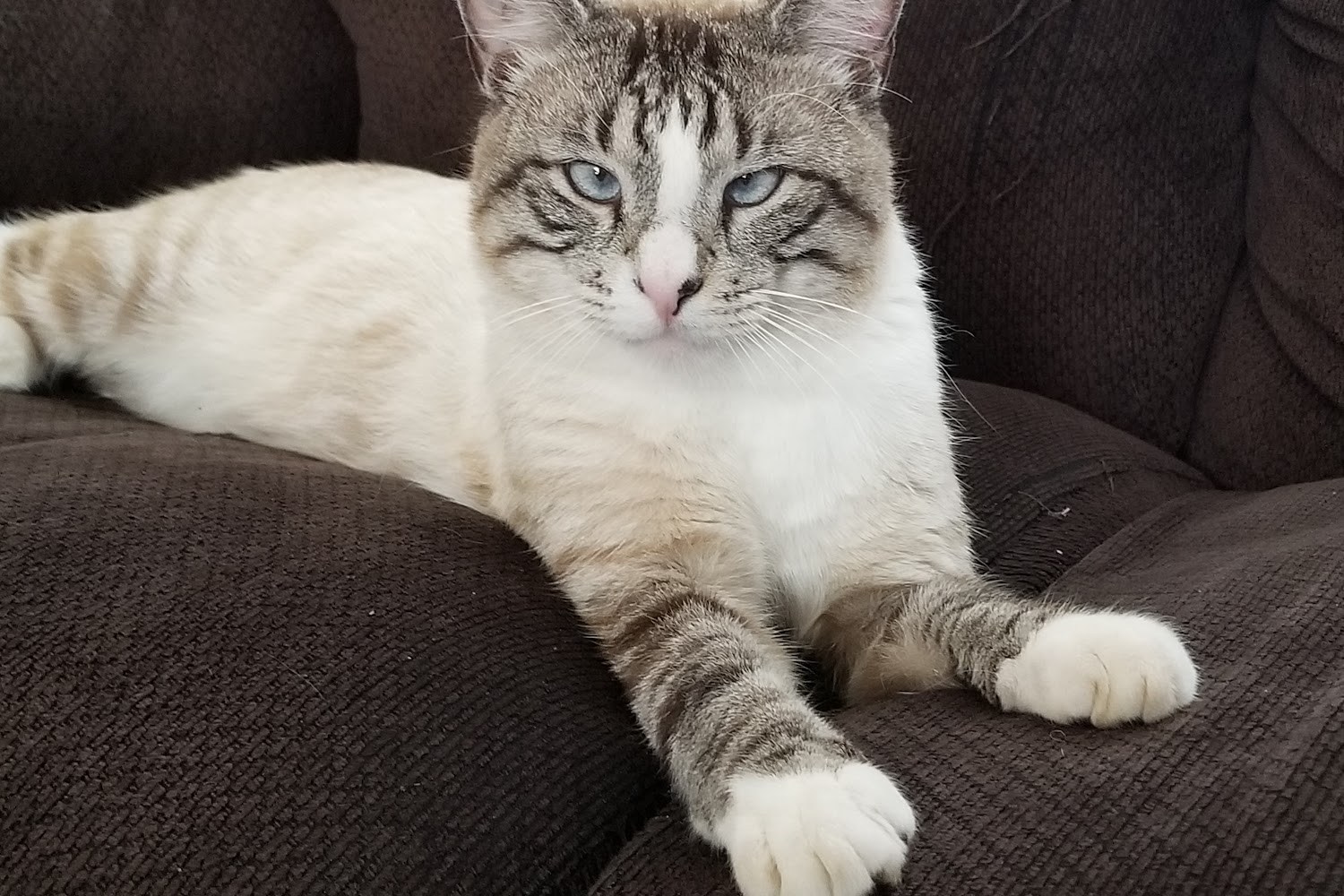 Crisp County Animal Hospital