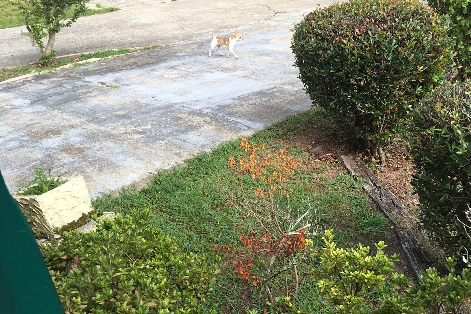 Rockdale County Animal Control