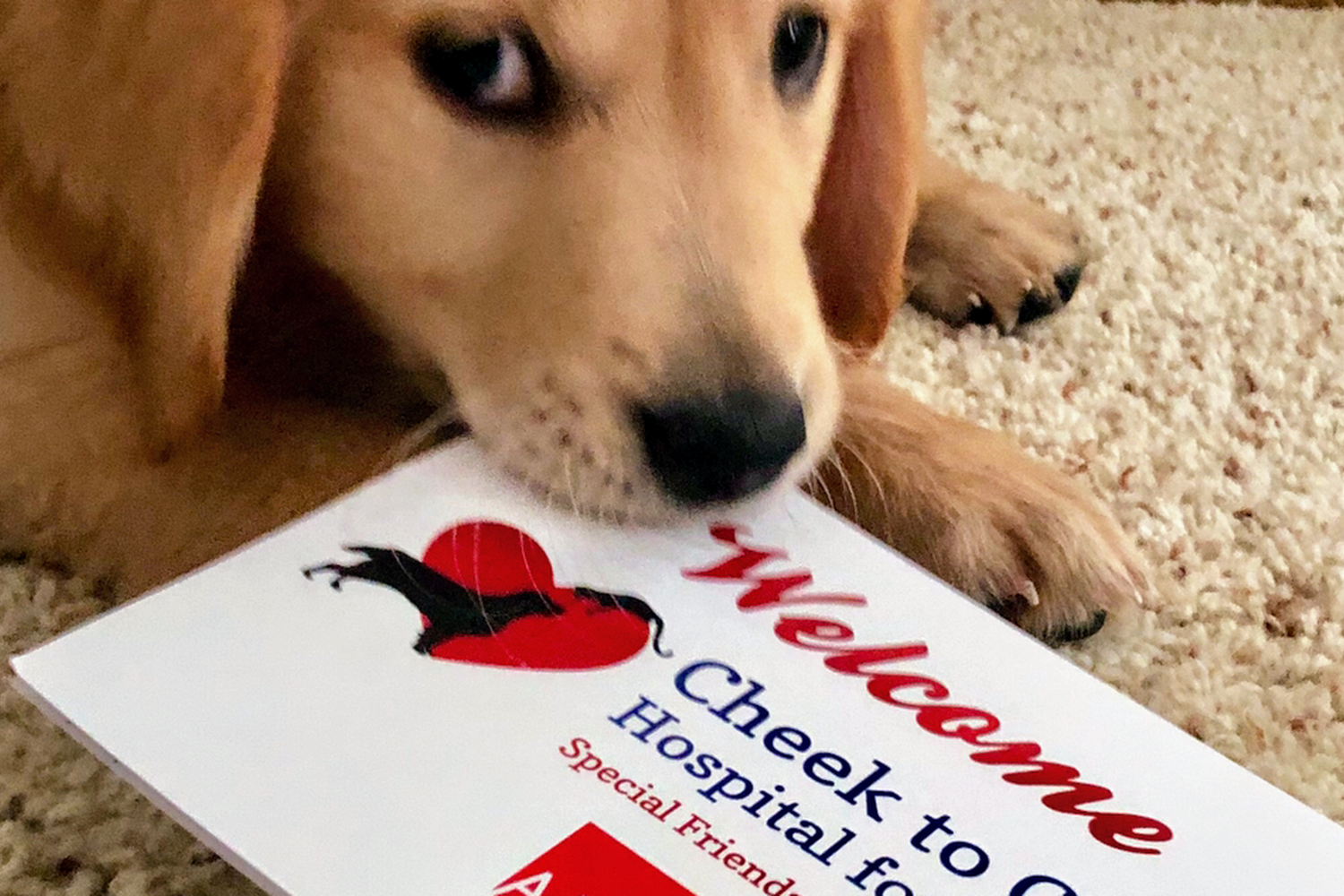 Cheek To Cheek Hospital For Animals