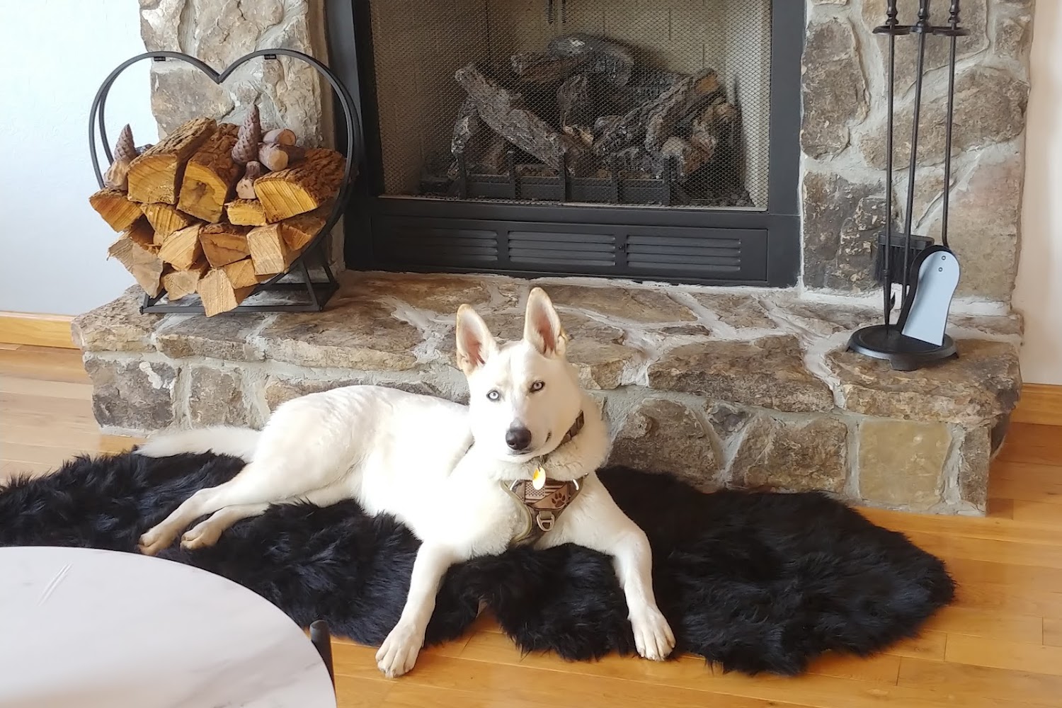 North Georgia Animal Emergency Hospital