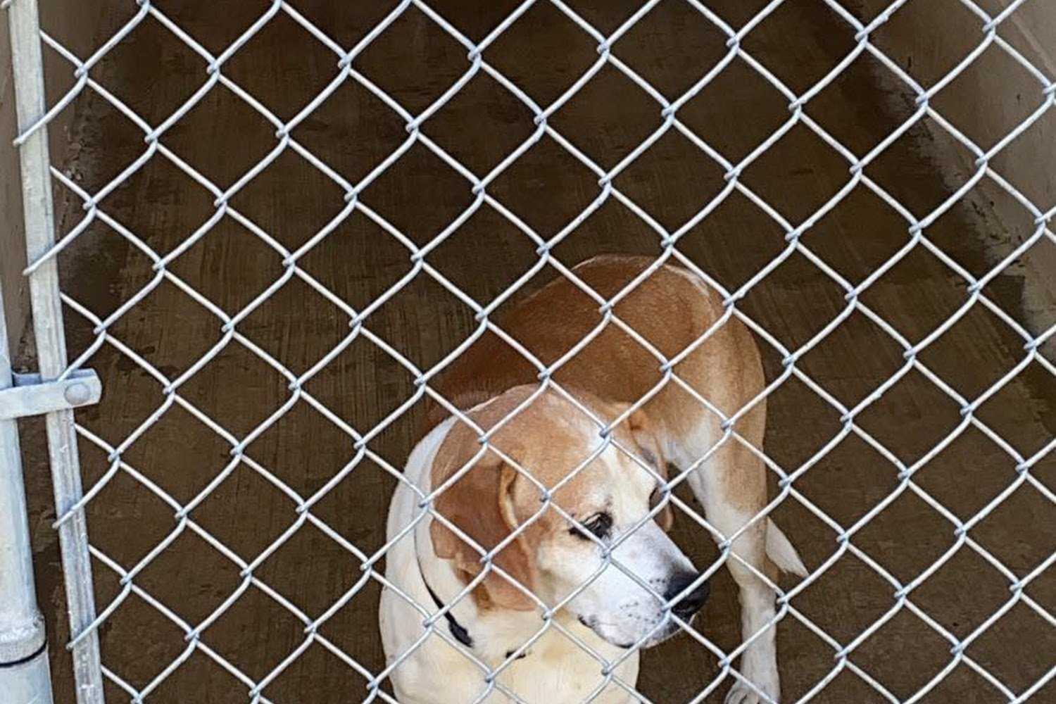 Catoosa County Animal Shelter