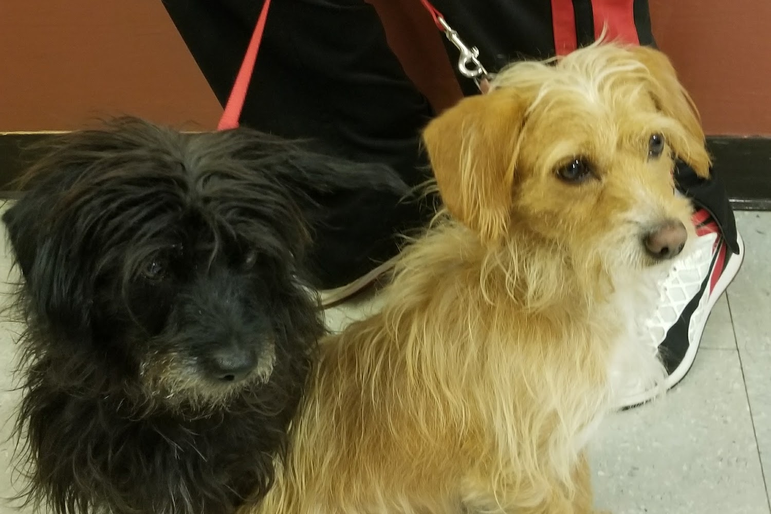 Three Counties Animal Hospital