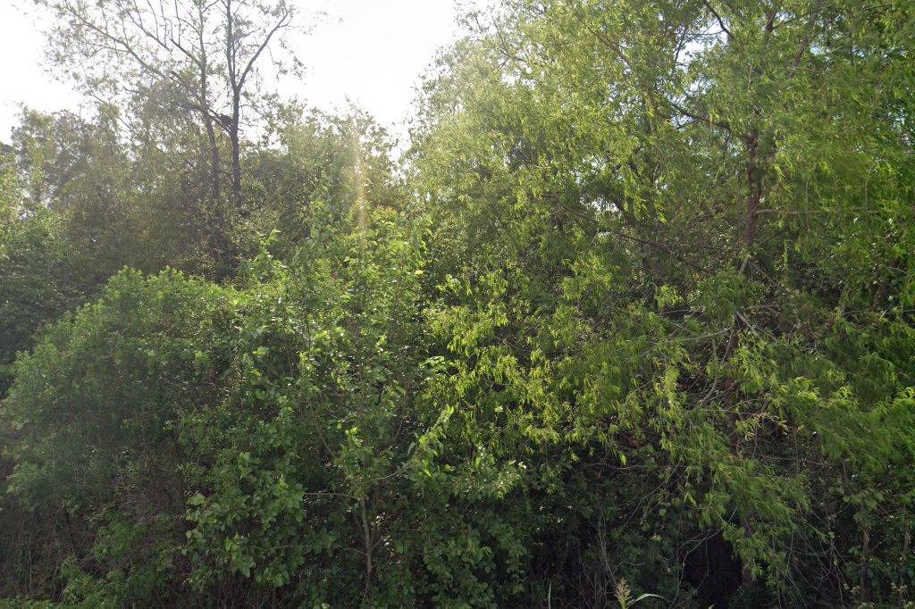 Cairo Animal Hospital