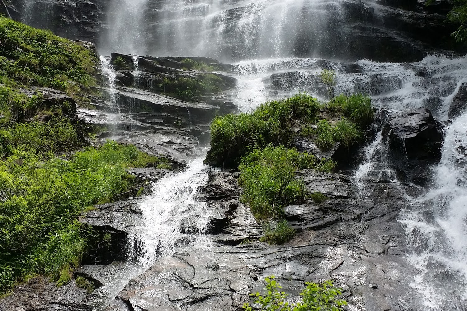 Sheltie Rescue of Georgia