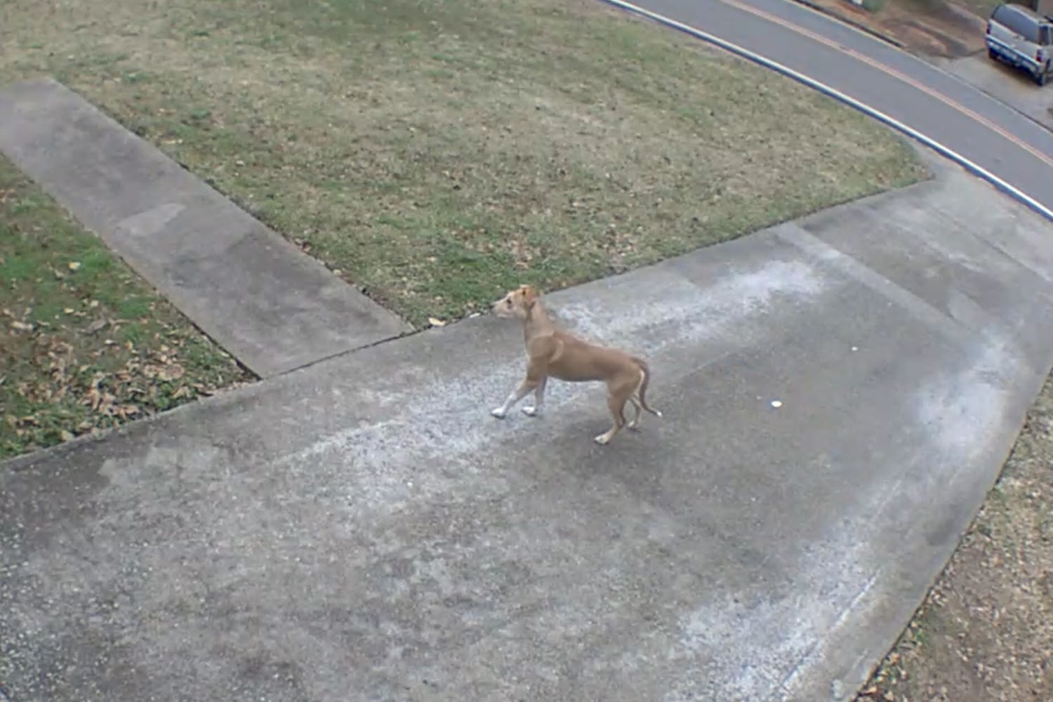 Morgan County Animal Control