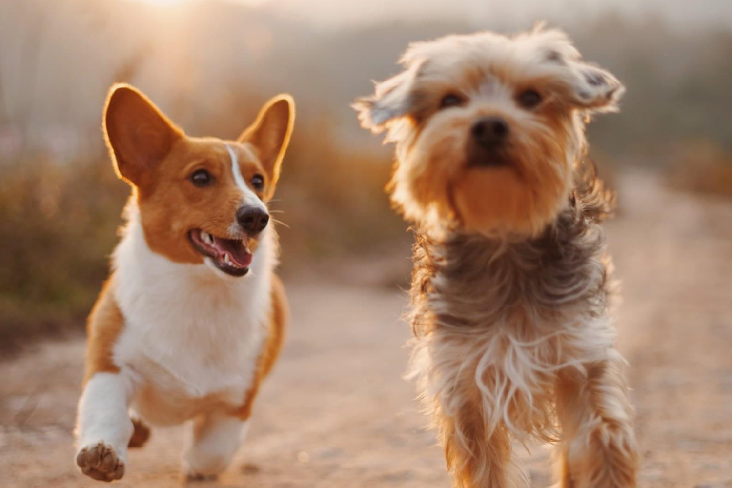 Park Place Animal Hospital