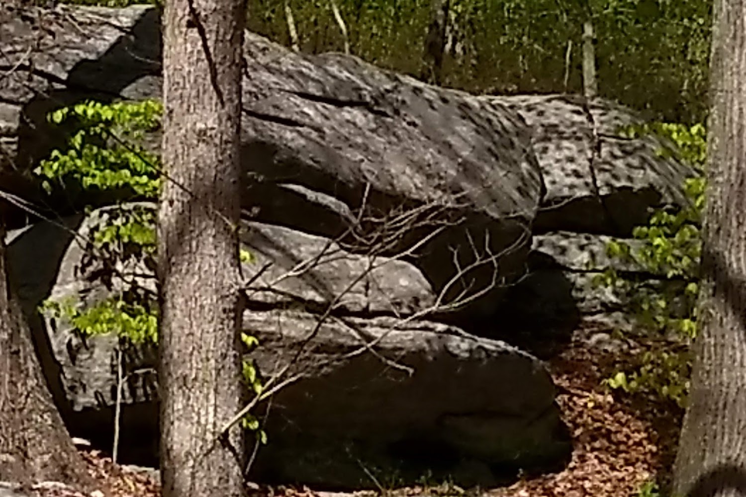 New London City Animal Control