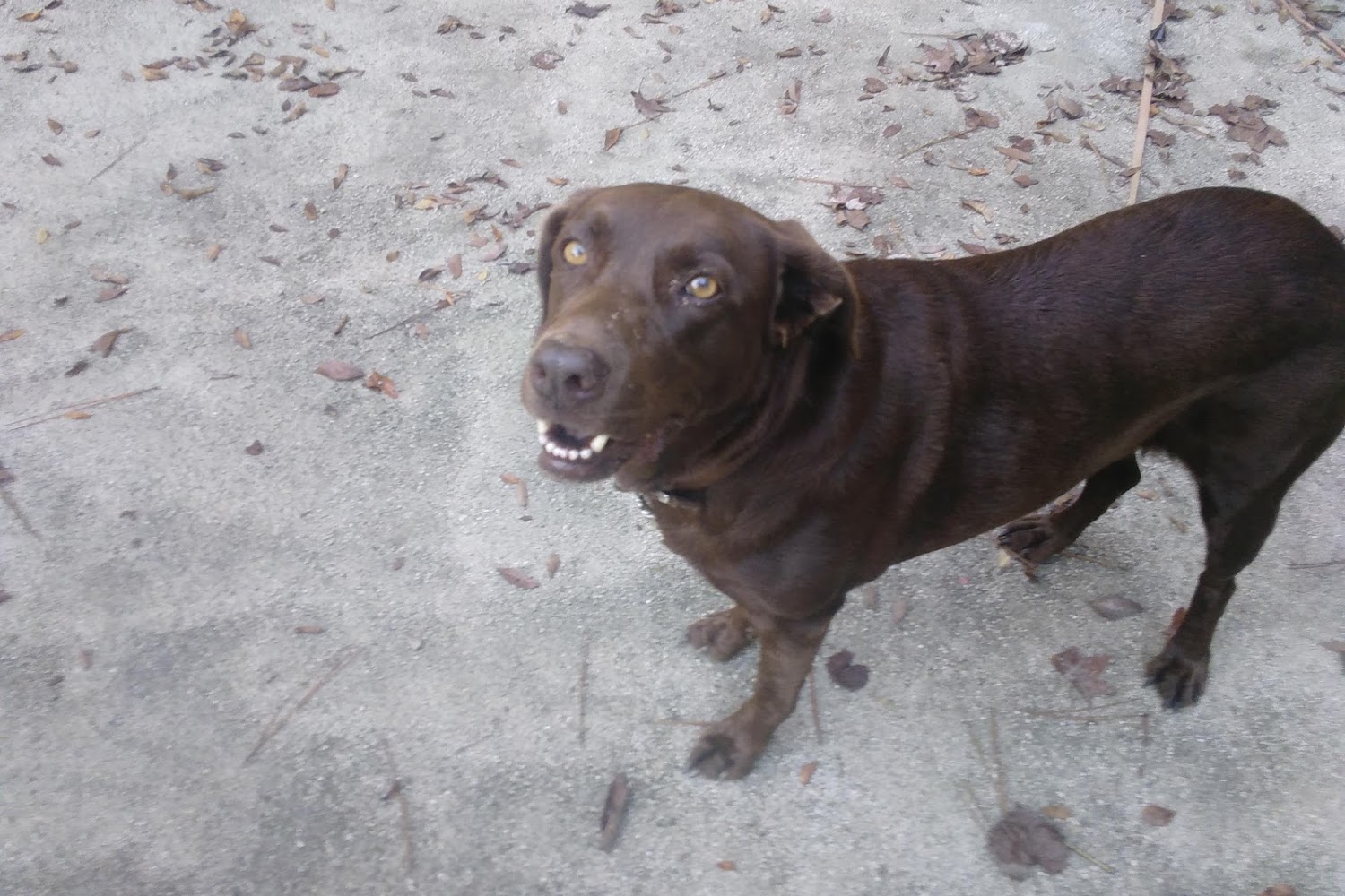 Elbert County Animal Control