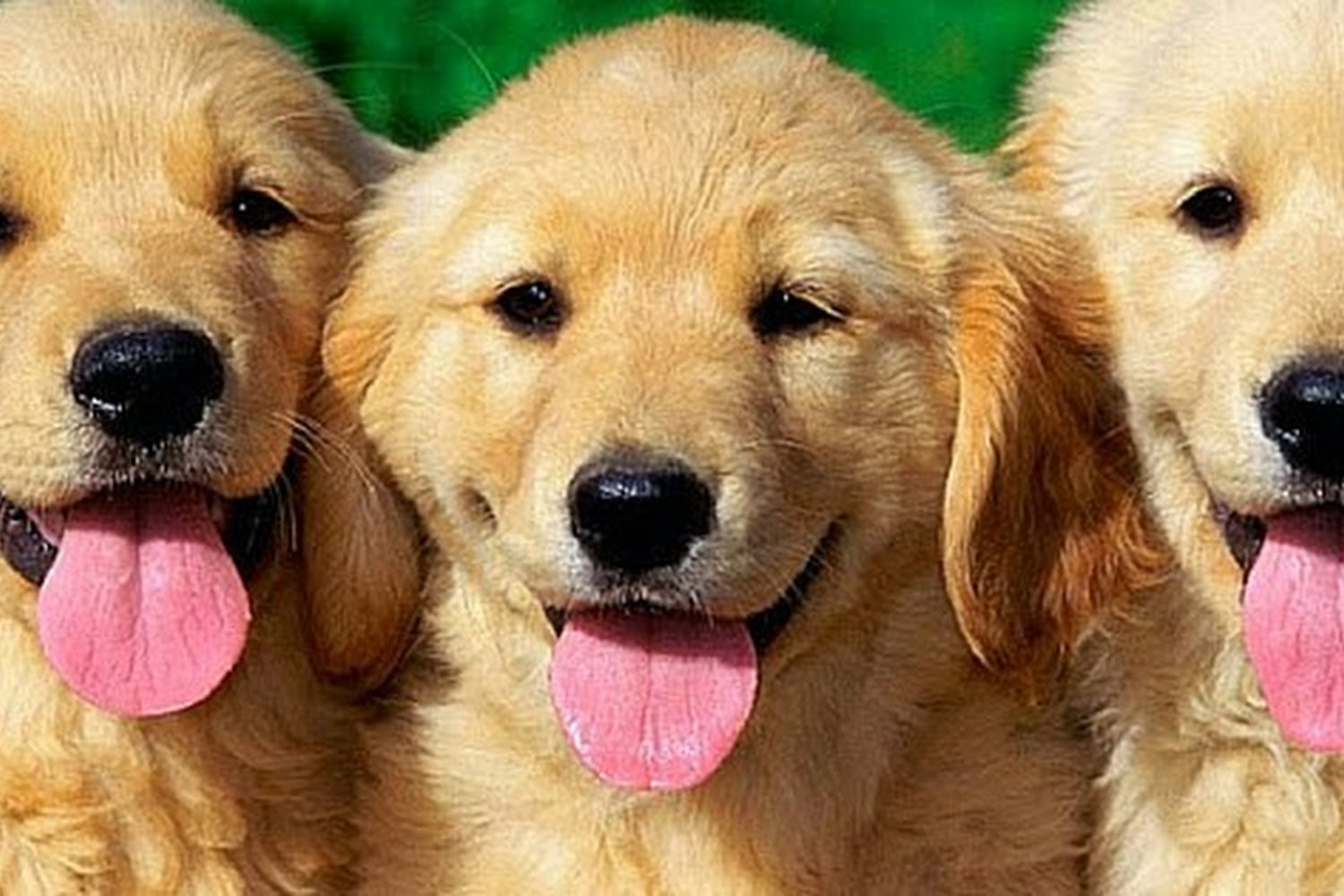 Camelback Animal Clinic