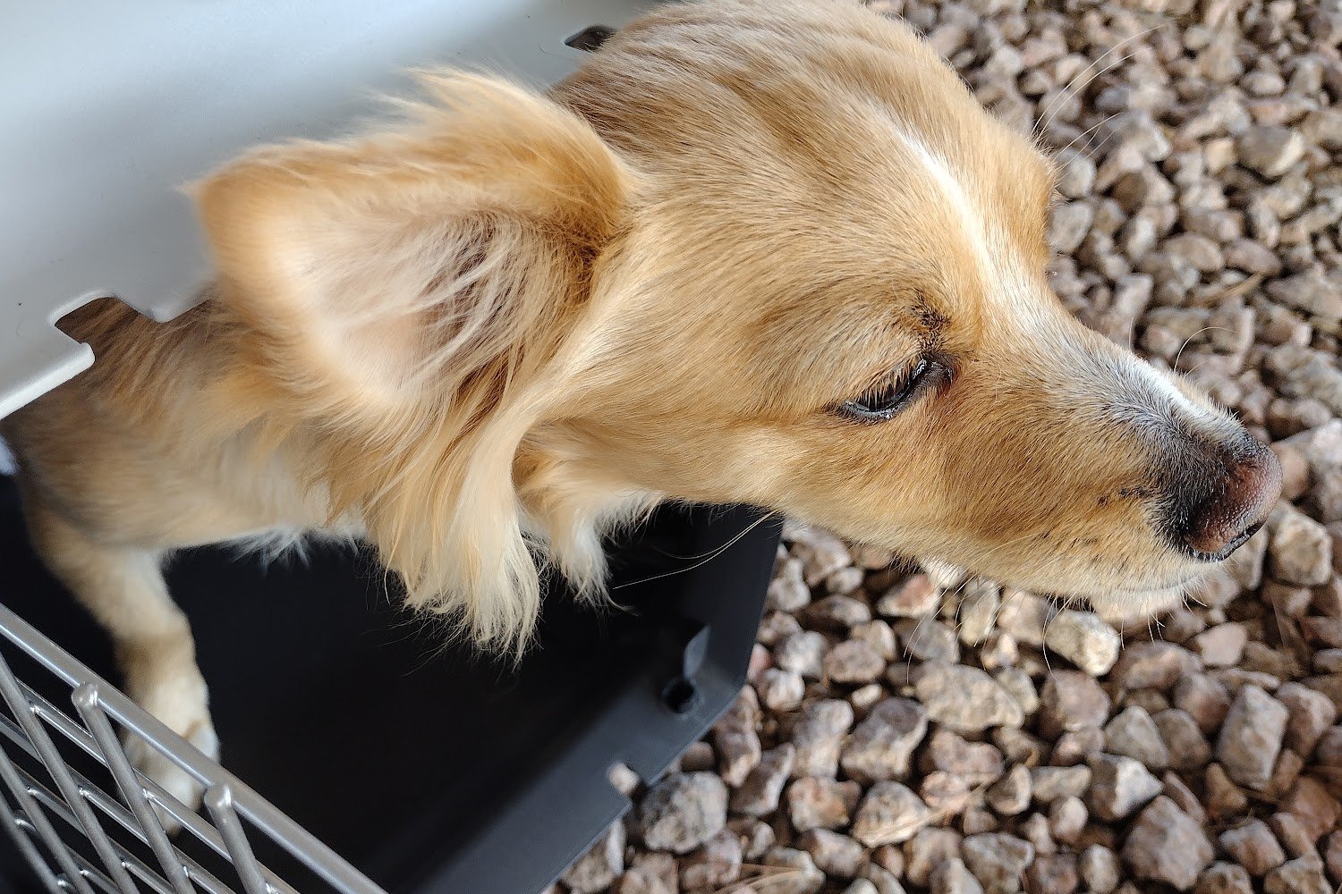 Deer Creek Animal Hospital