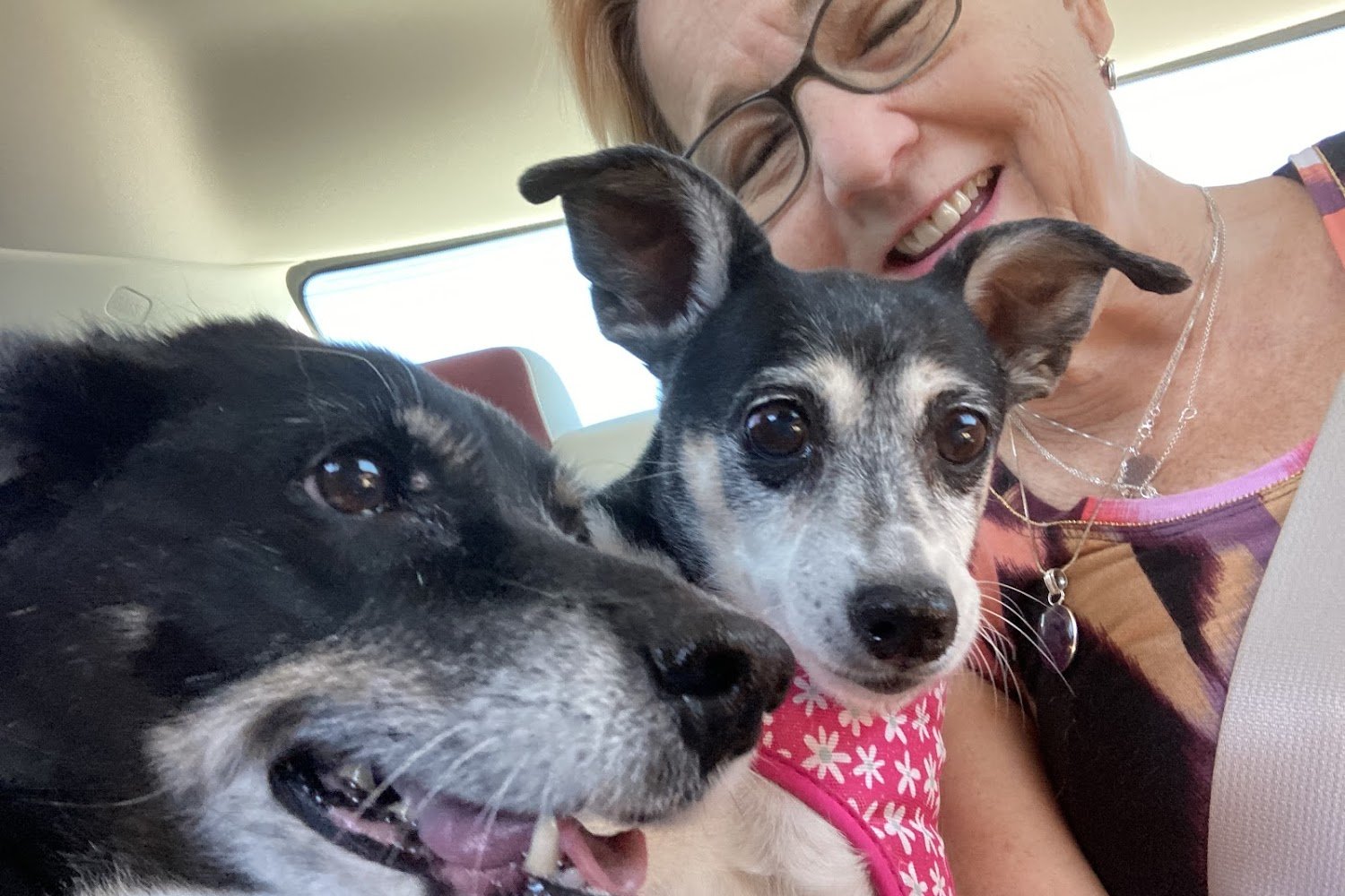 North Star Animal Hospital At Estrella