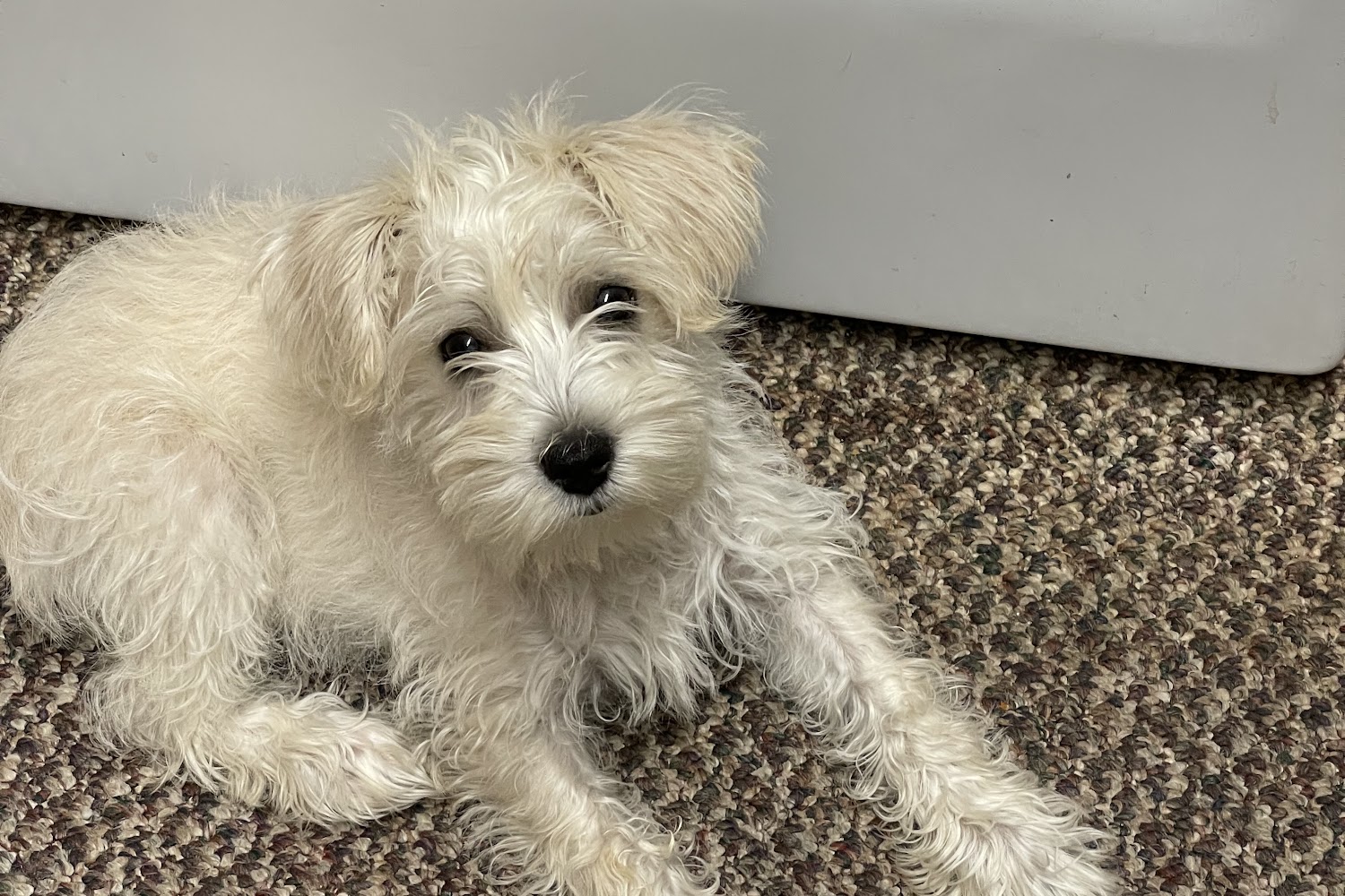 Ocoee Animal Hospital