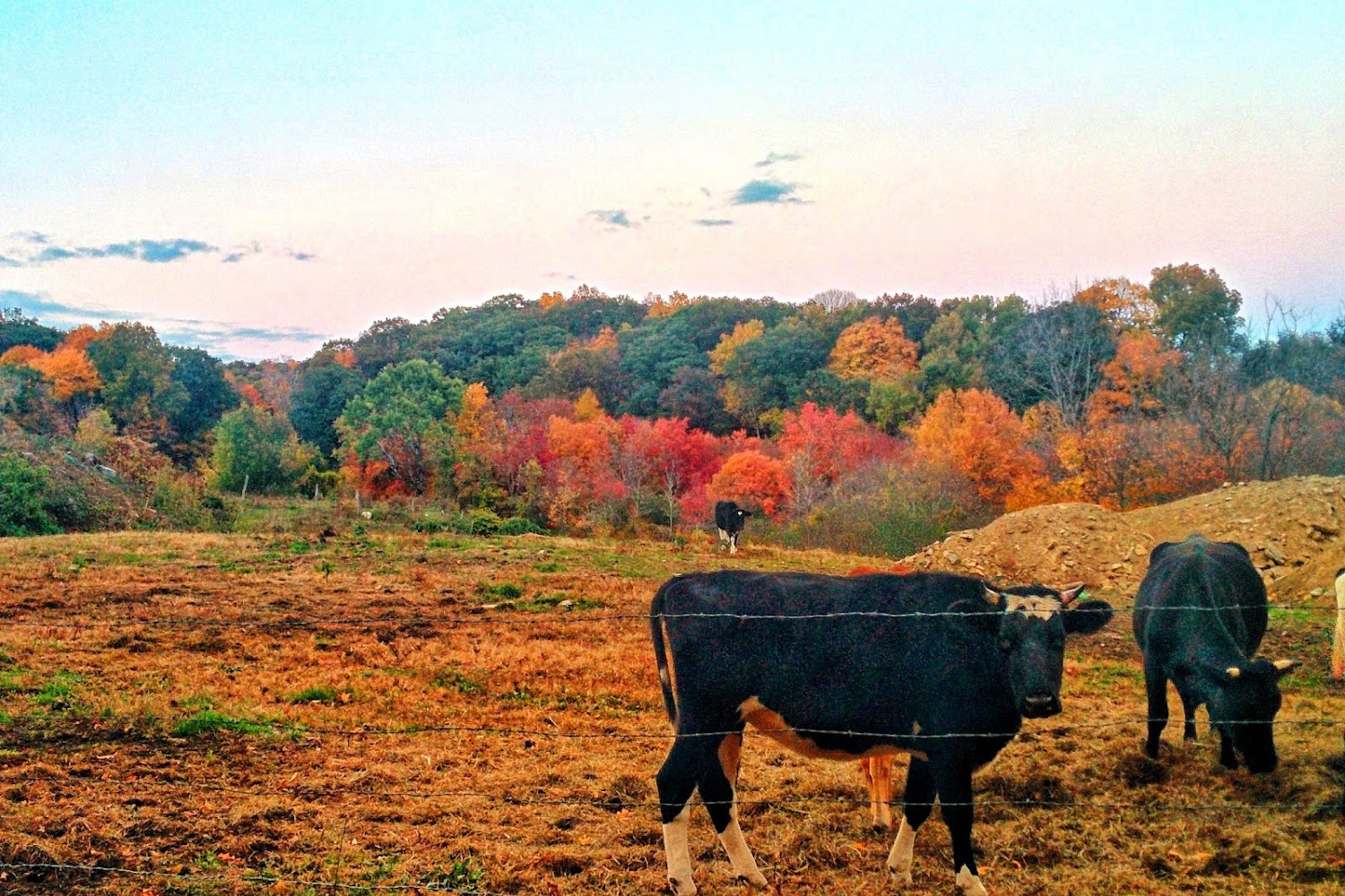 Chihuahua Rescue and Transport