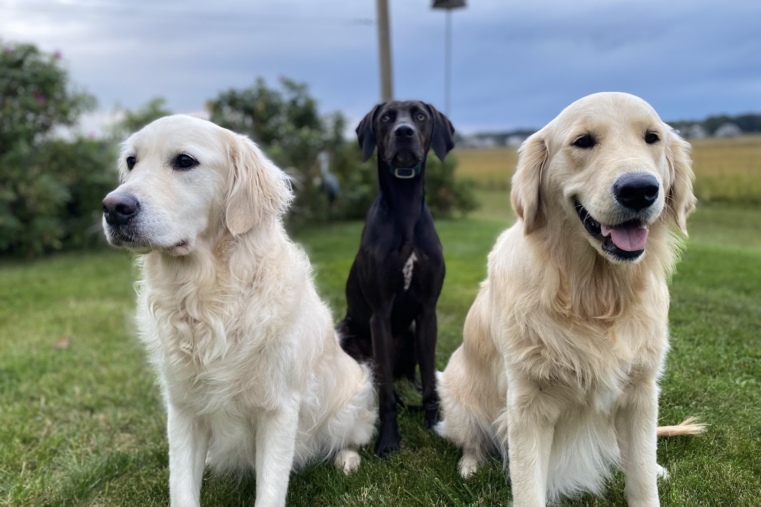 Berkshire Veterinary Hospital