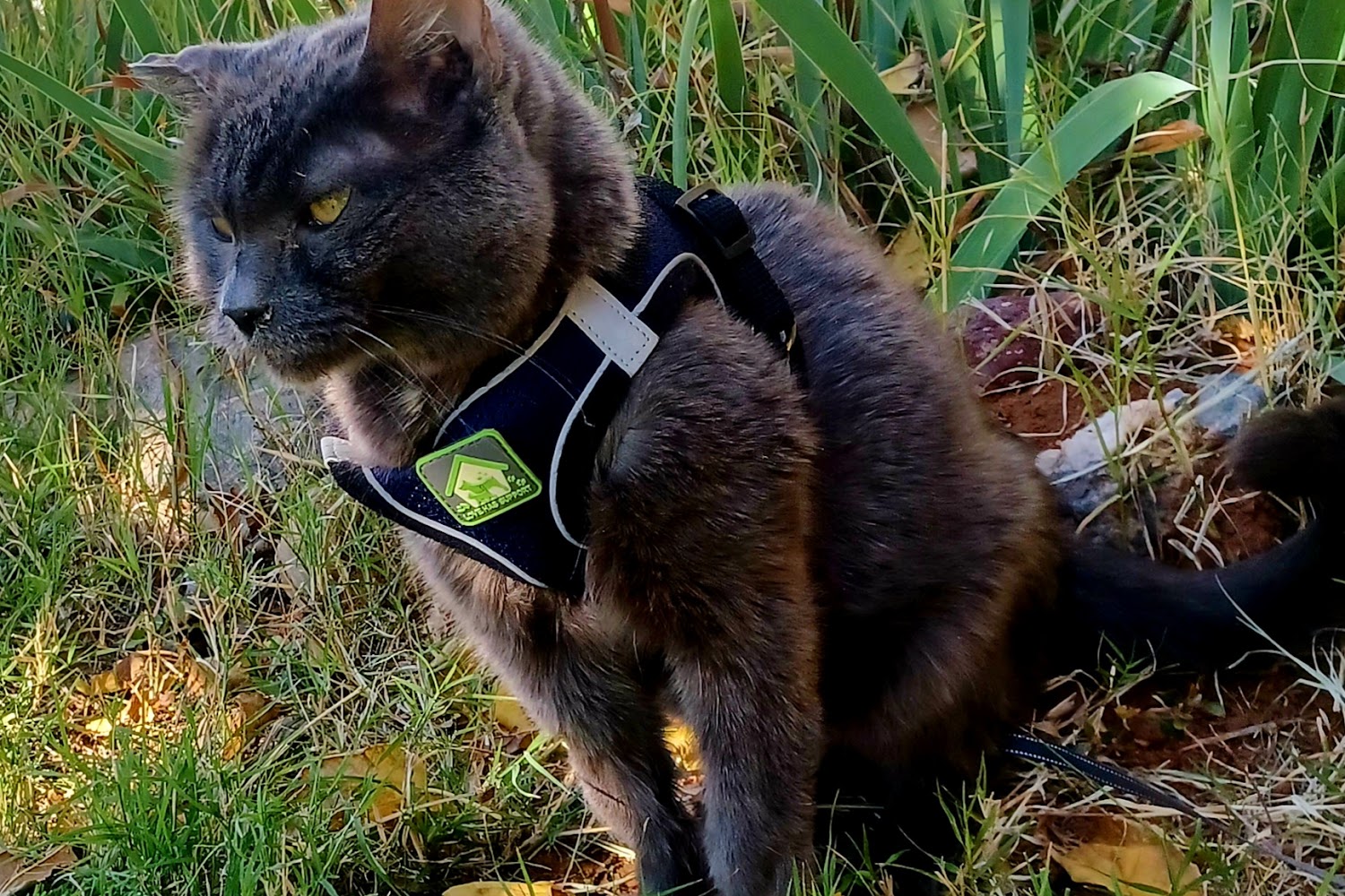 VCA Apache Animal Hospital