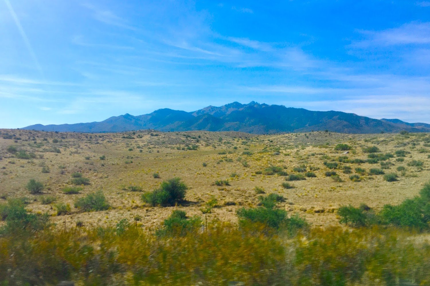 Help Animals Lives Today