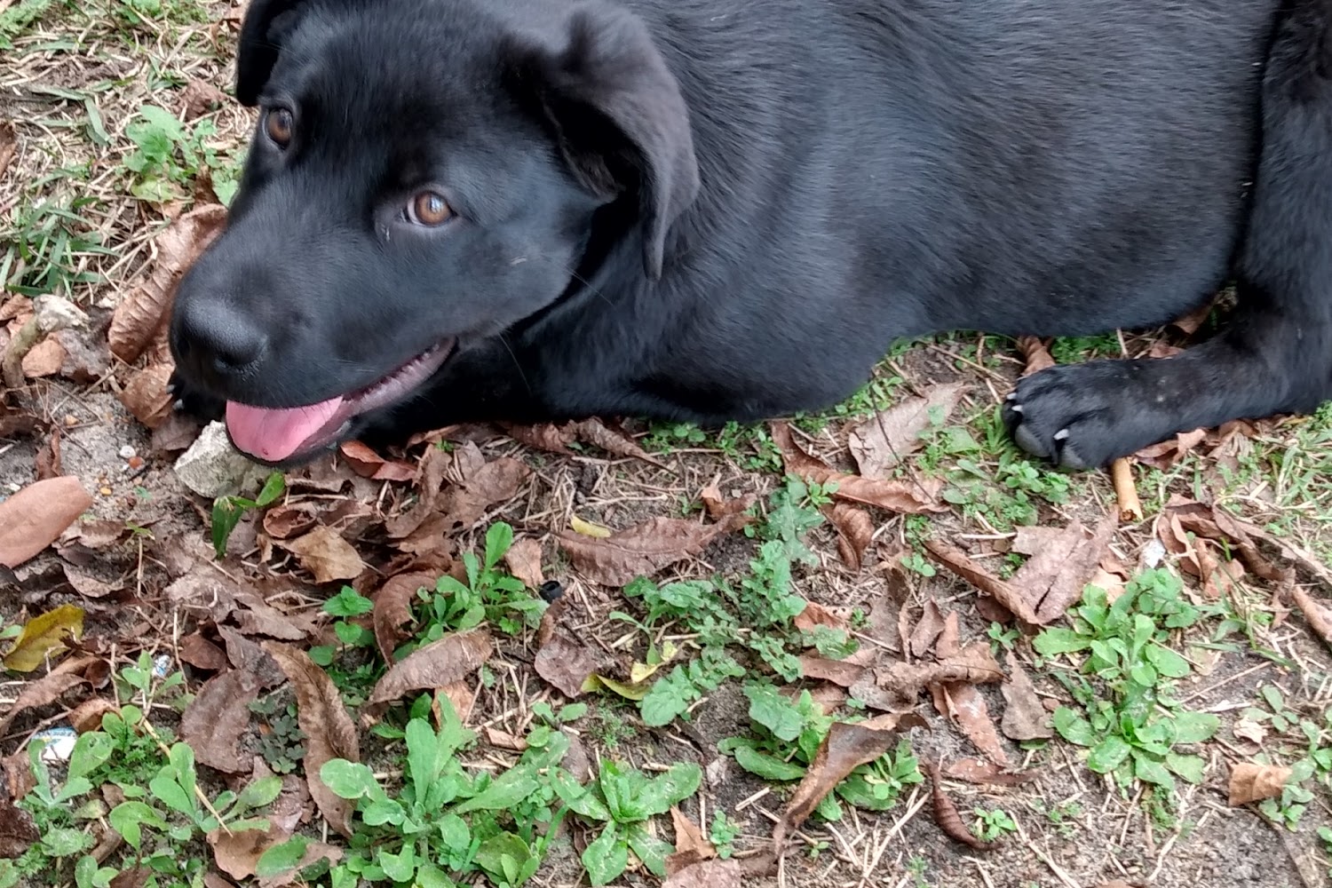 Coffee County Animal Control