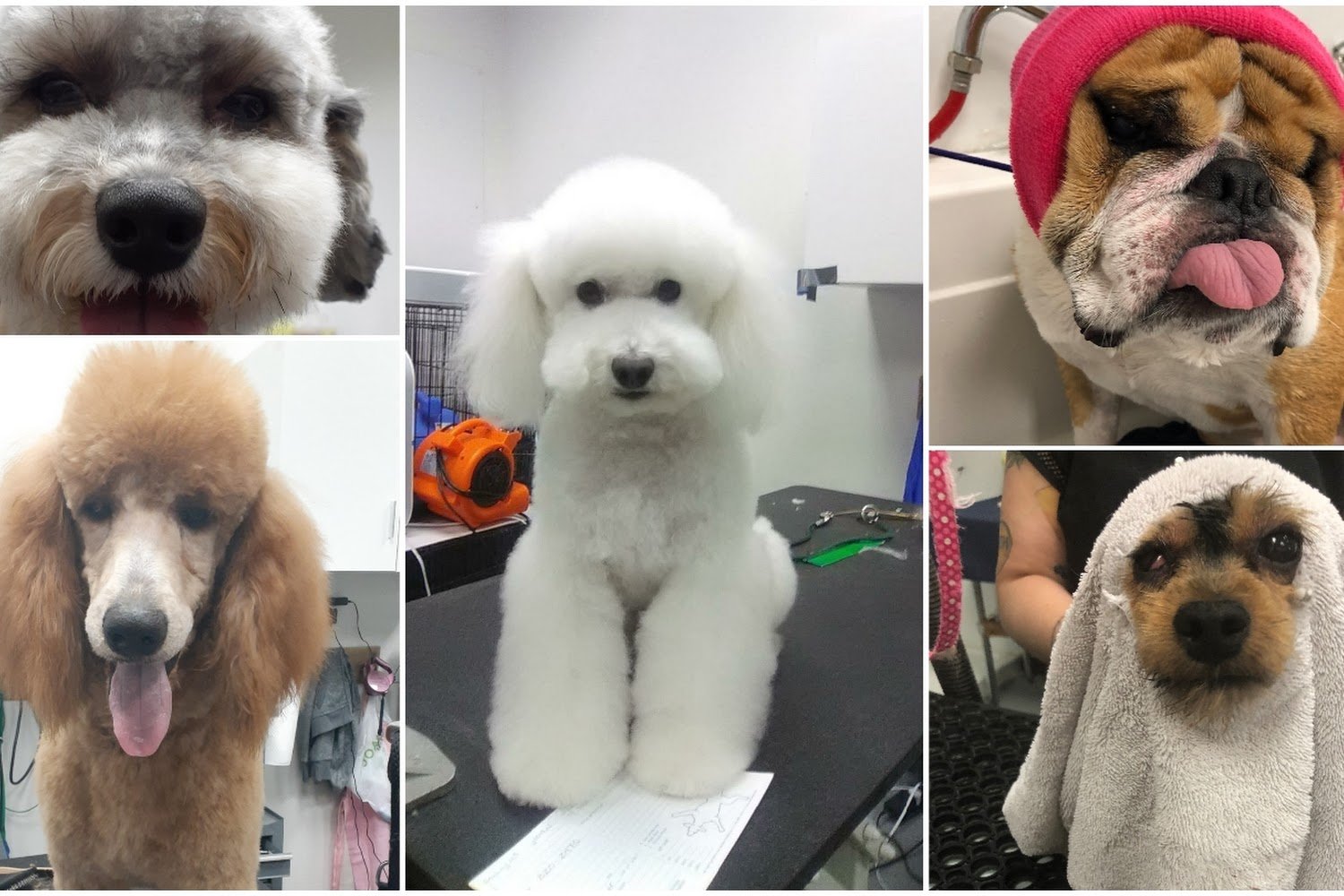 North Tatum Hospital For Cats