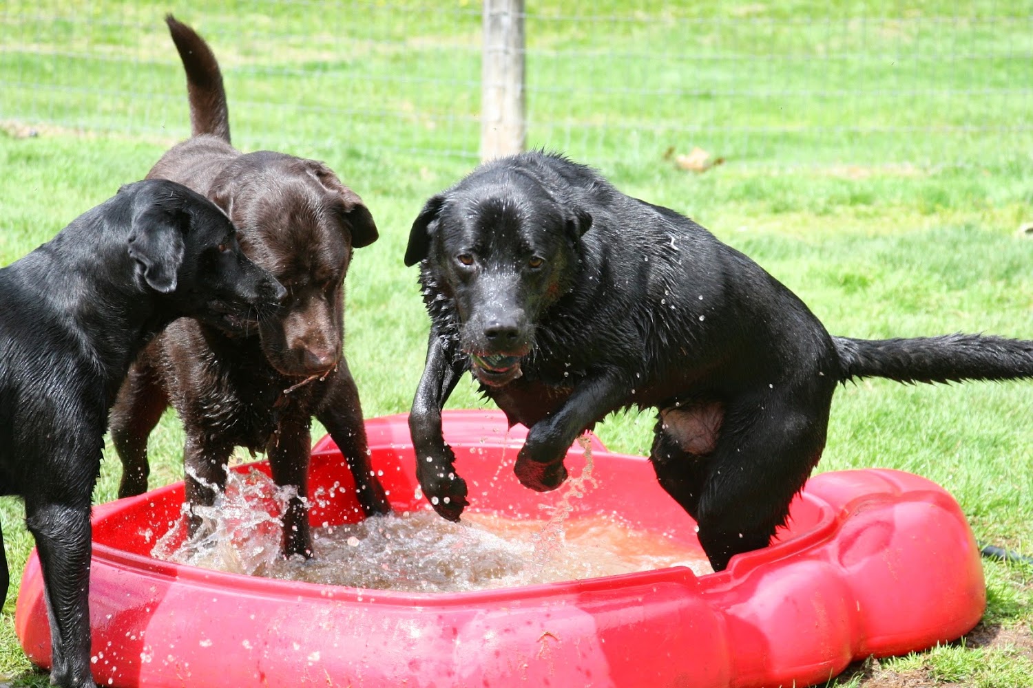Mountain View Animal Clinic