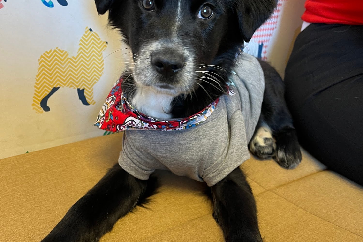 Mohave County Animal Control