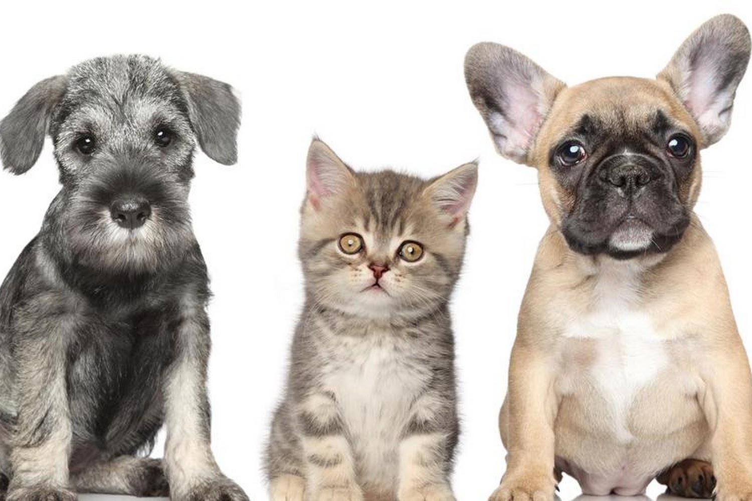 Main Street Animal Clinic