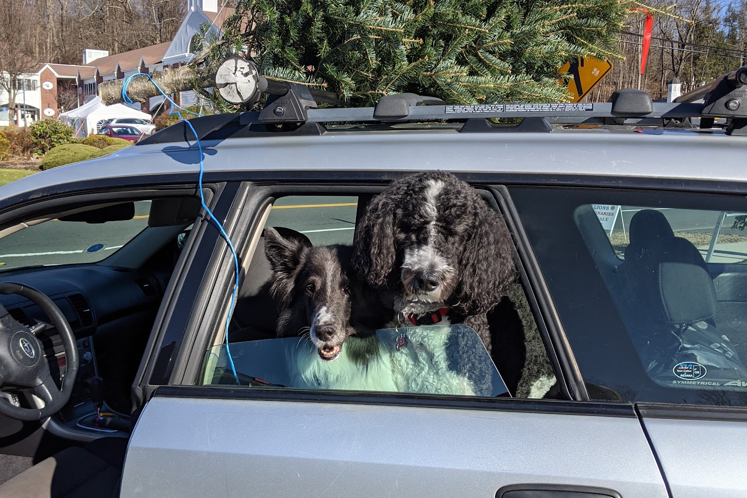 Davis Companion Animal Hospital