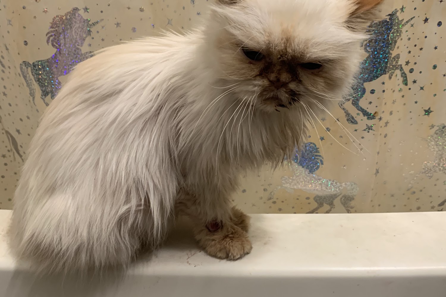 Enfield Animal Control