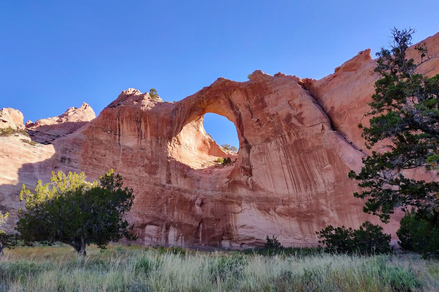 Desert Animal Companions