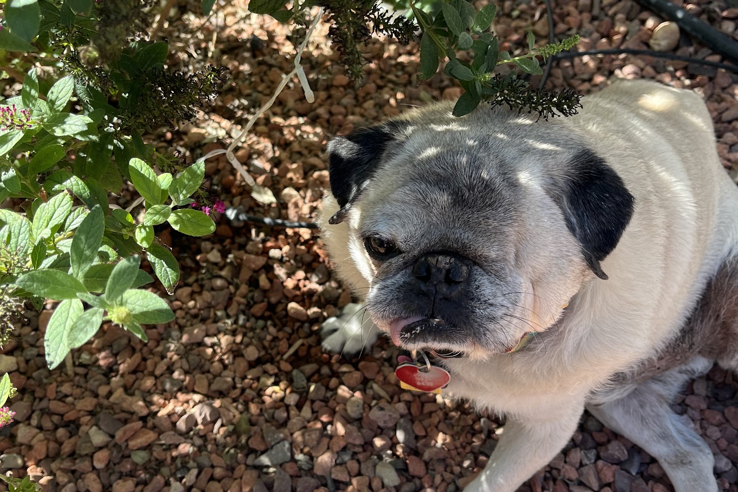 Camp Verde Animal Shelter