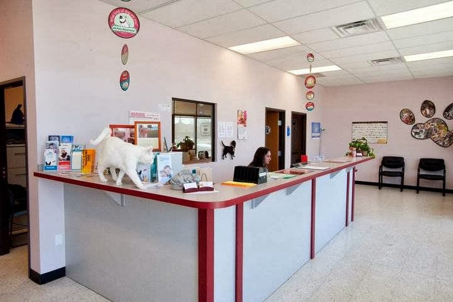 Angel Animal Hospital